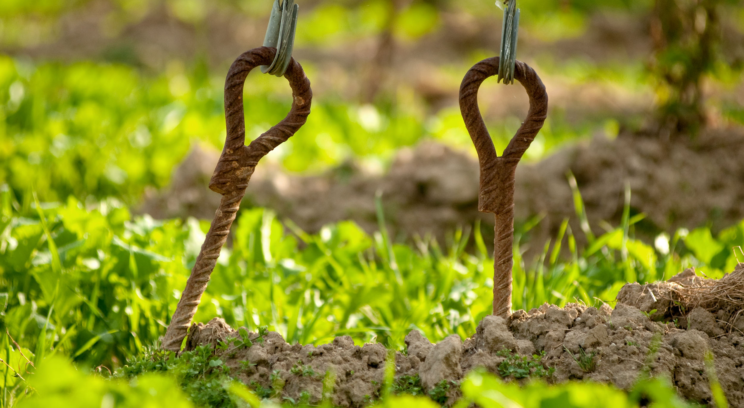 Iron anchor of a hop trellis