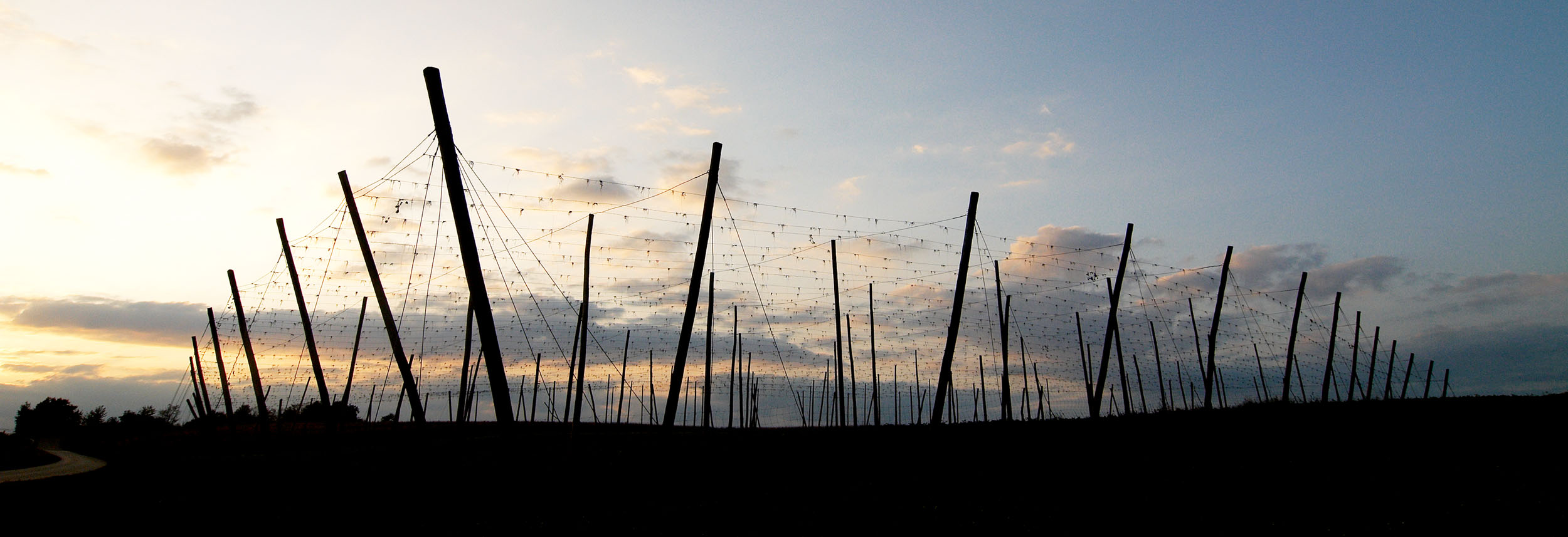 Hallertau landscape with hop garden