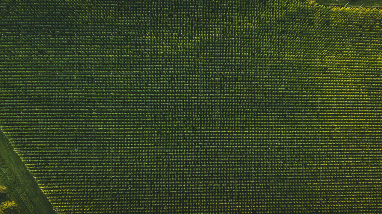 Aerial view of a hop garden