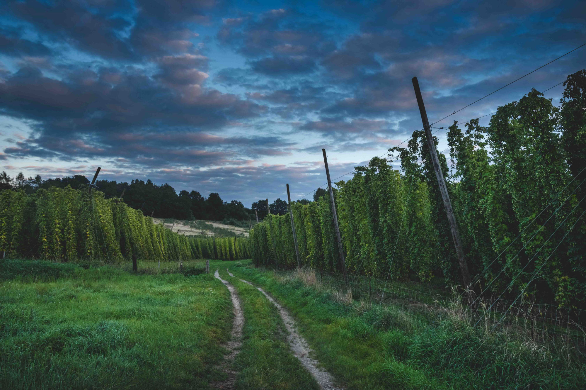 Hallertau landscape in the evening