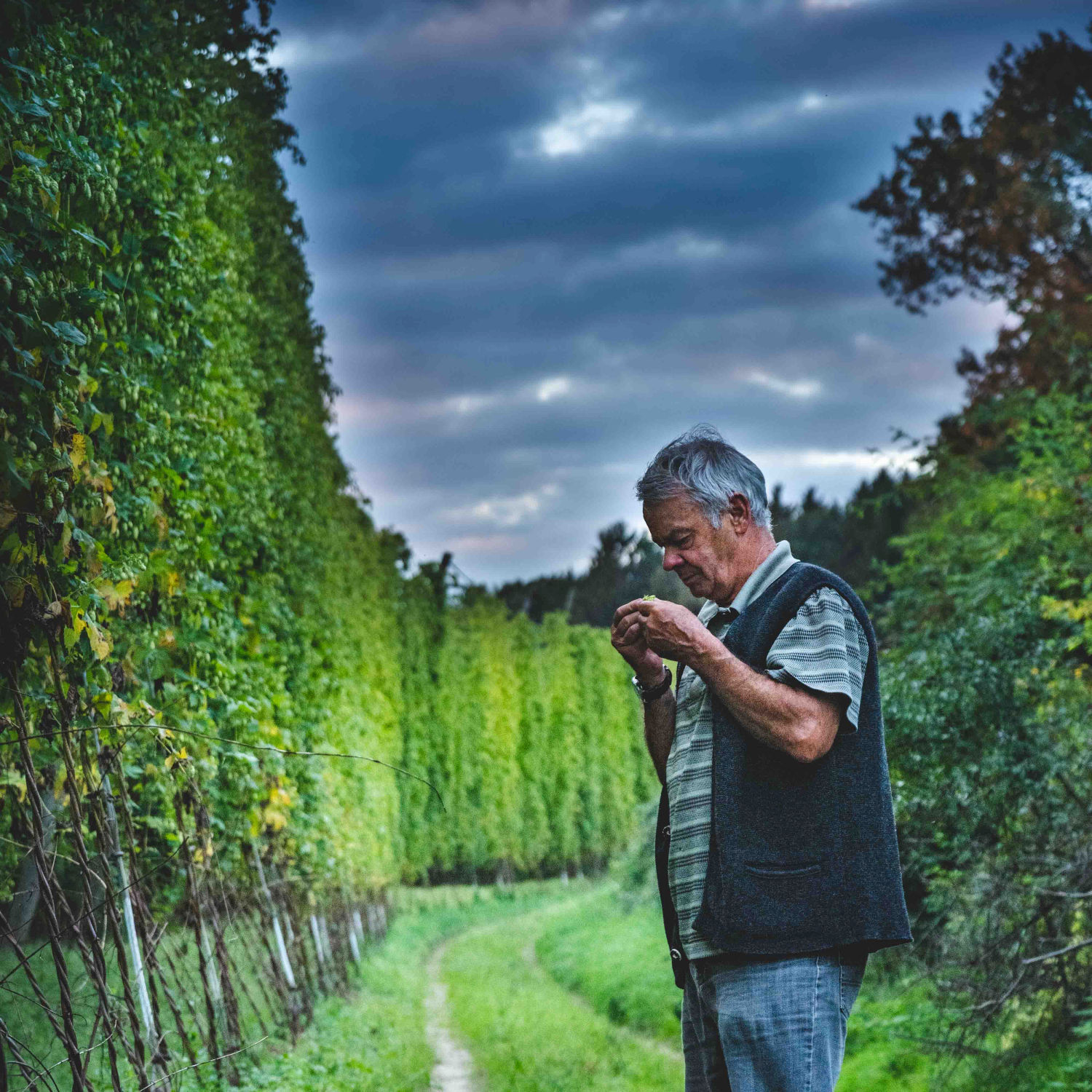 Dieser Mann prüft den Hopfen.