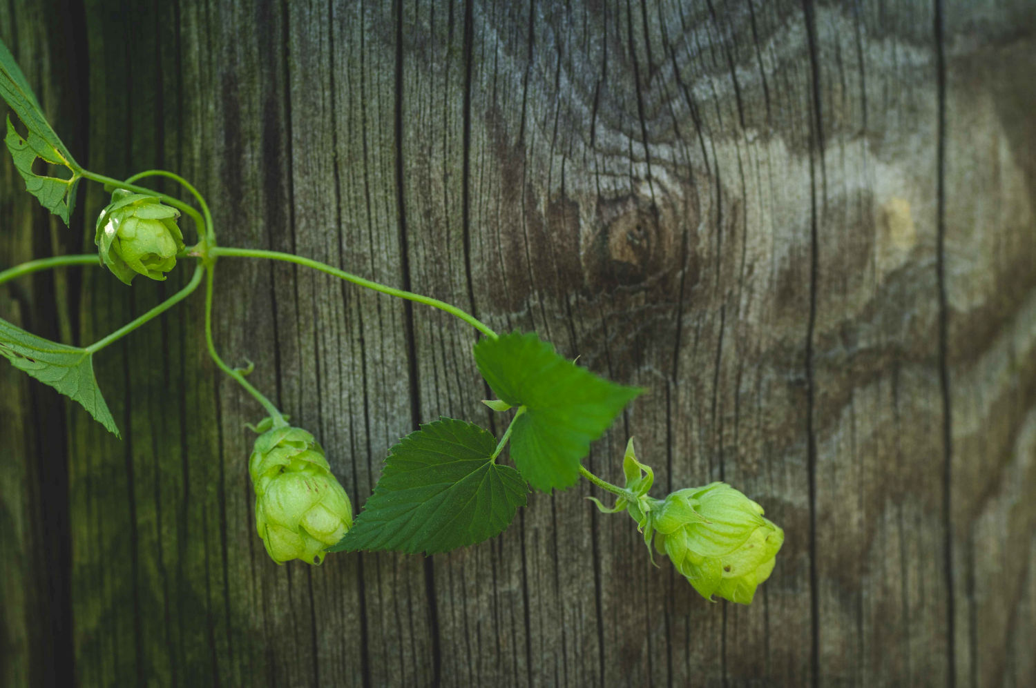 Das ist Hopfen. Er wächst vor einer Tür aus Holz.