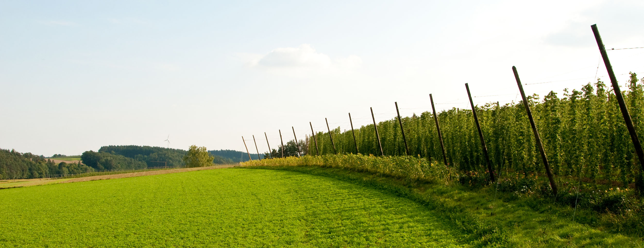 Hallertauer Landschaft mit Hopfengarten