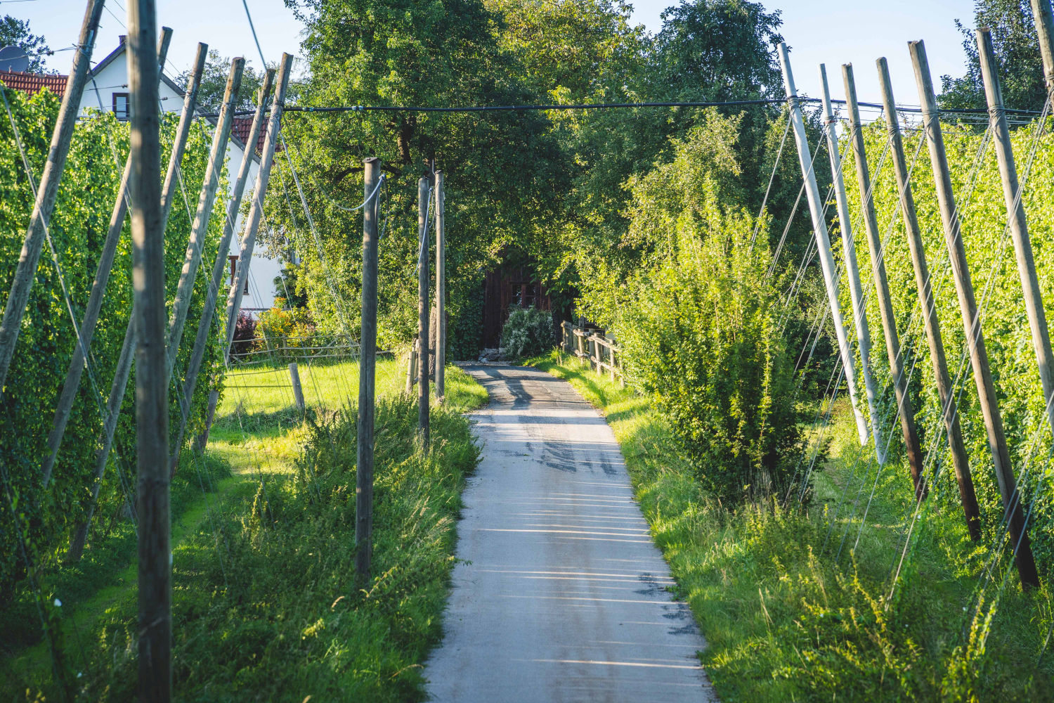 Fußweg in der Hallertauer Landschaft