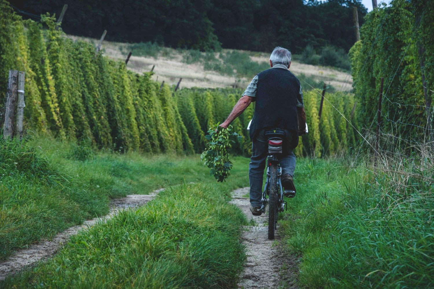 Radfahrer in der Hallertauer Landschaft