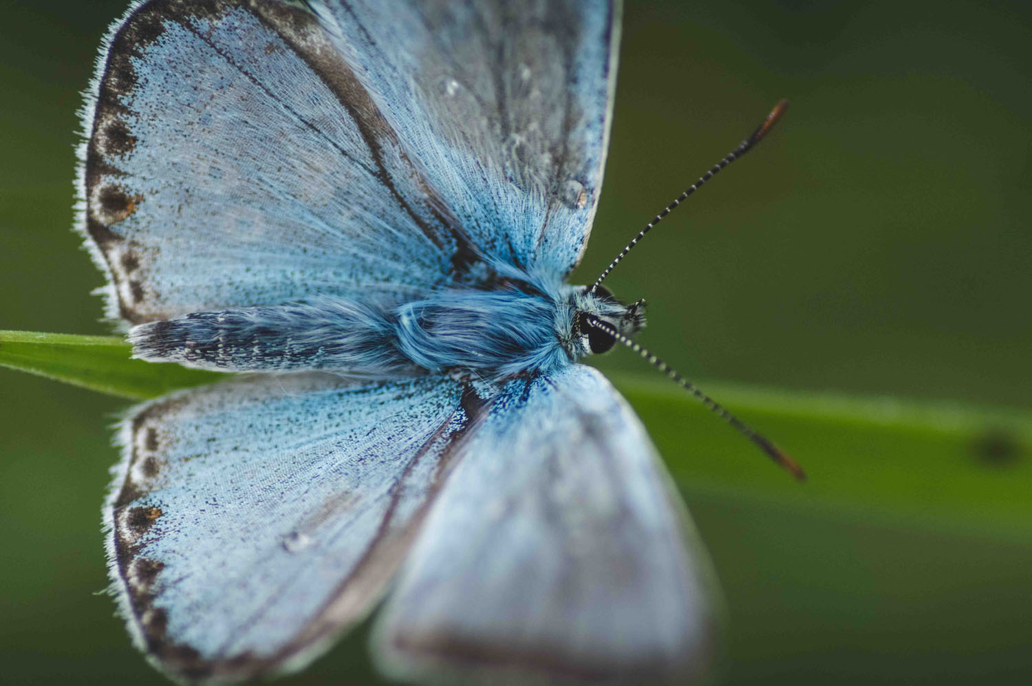 Eine Bläulingsart, ein Schmetterling