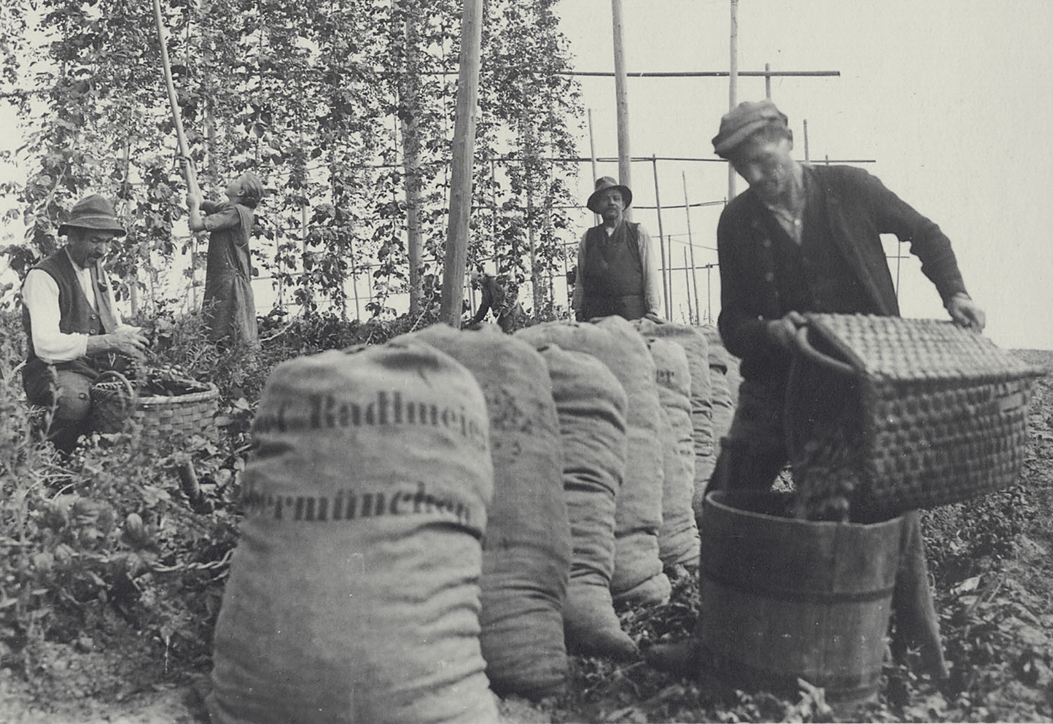 Hopfenernte in der Hallertau, 1931