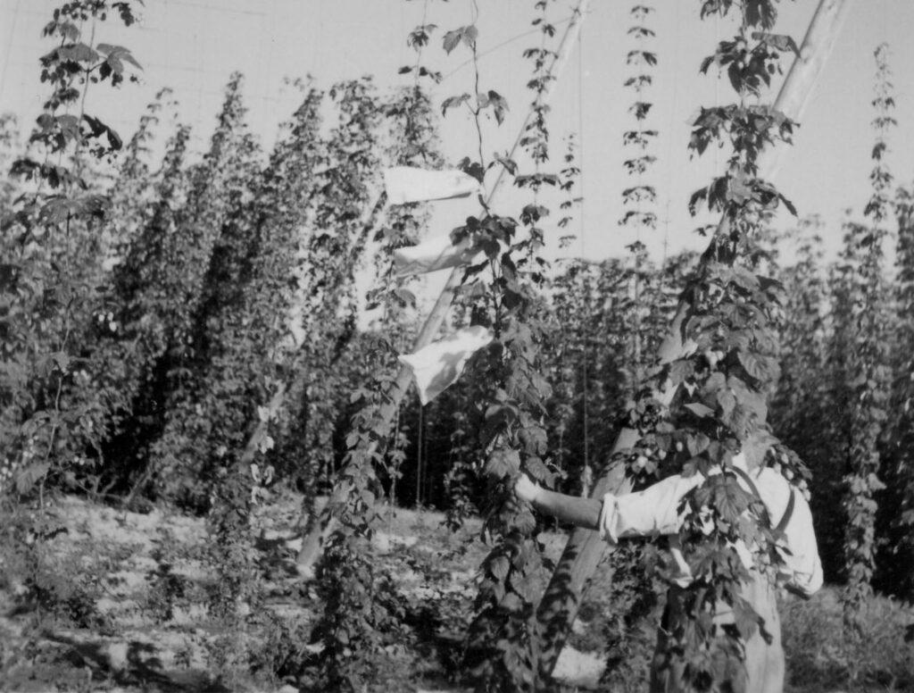 Versuchshopfengarten mit männlichem Hopfen