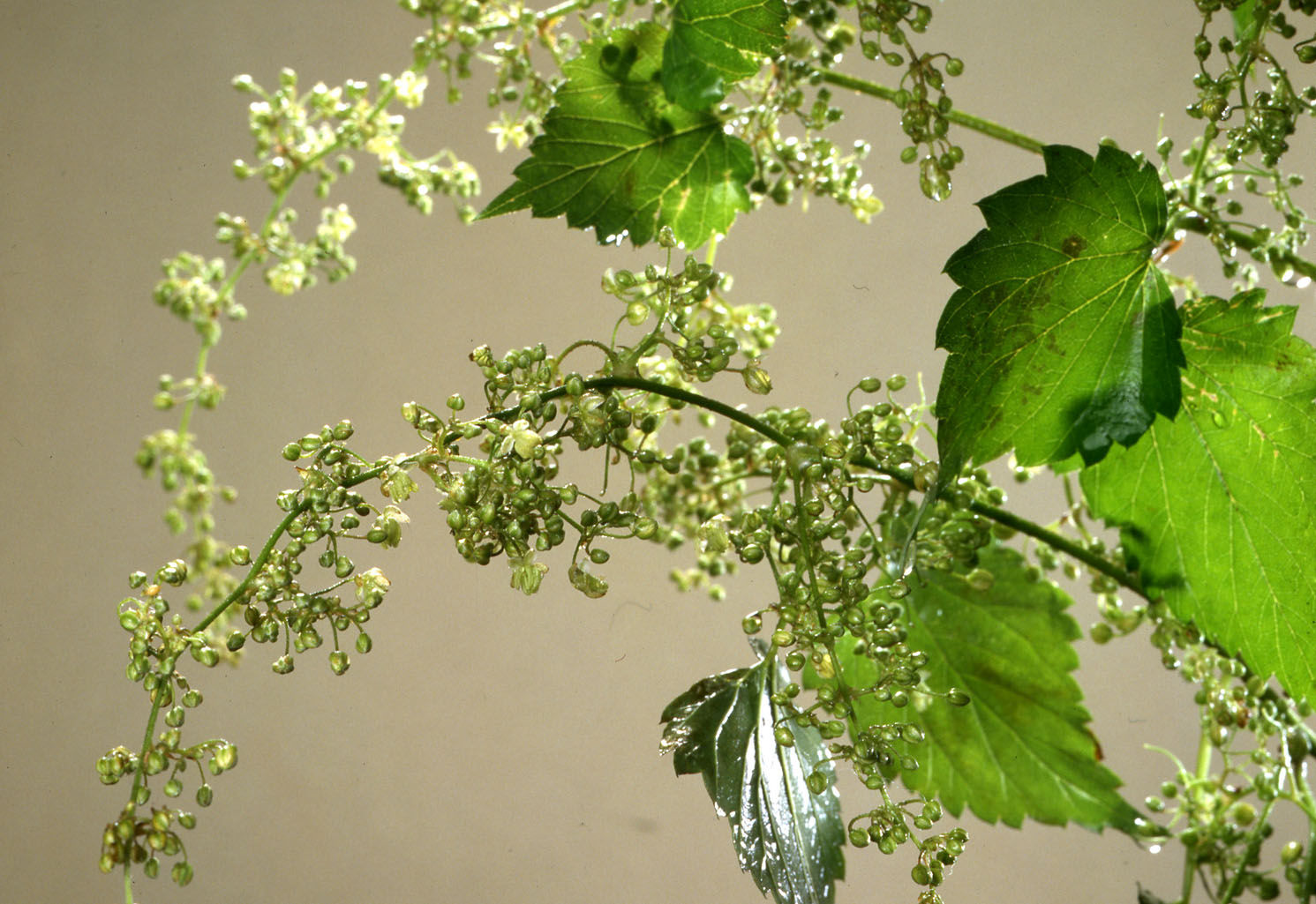 Männlicher Hopfen