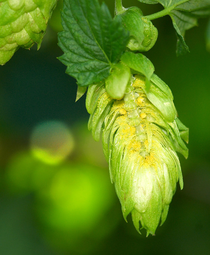 Aufgeschnittene Hopfendolde