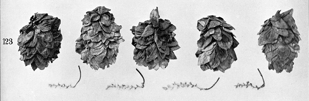 Mittelfrüher Aischgründer Hopfen
